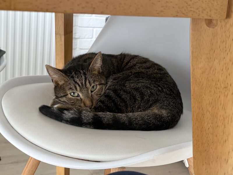 Missing cat in Stara Ochota