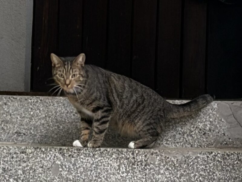Missing cat in Stara Ochota