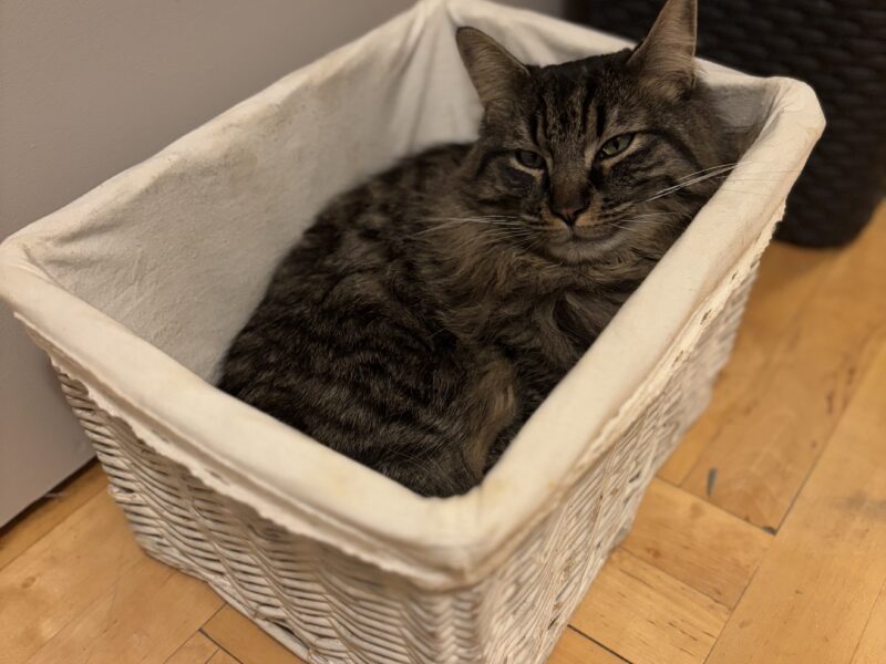 Zaginął 🐈 Zielonka koło Warszawy