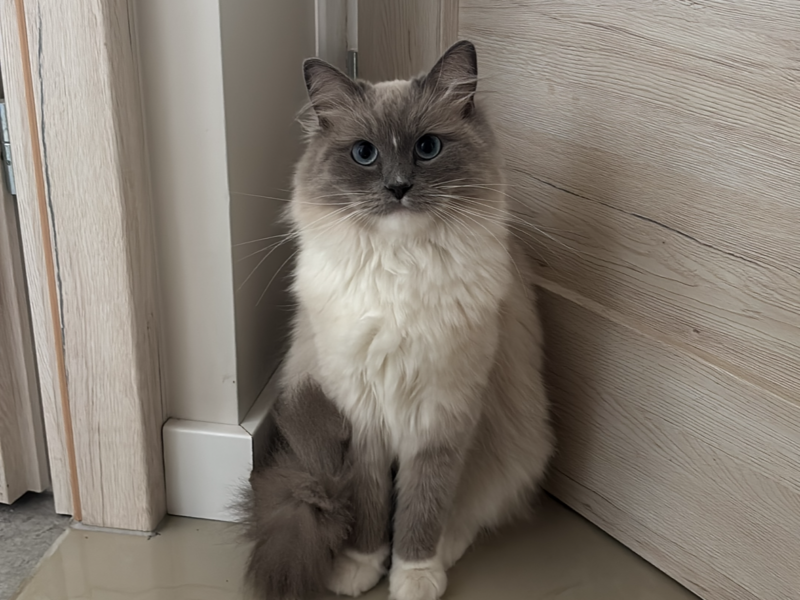 Zaginął kot Ragdoll