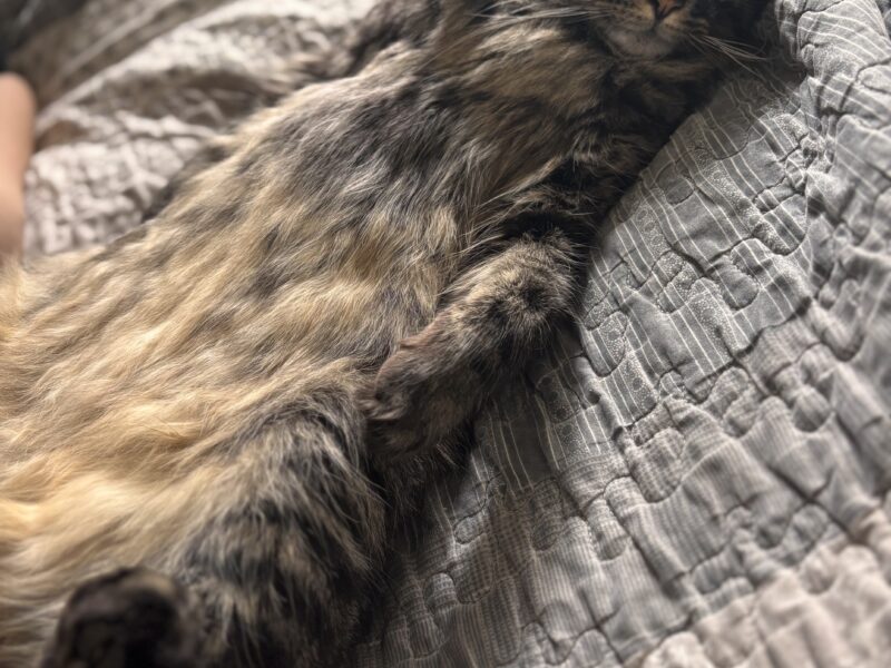 Zaginął 🐈 Zielonka koło Warszawy