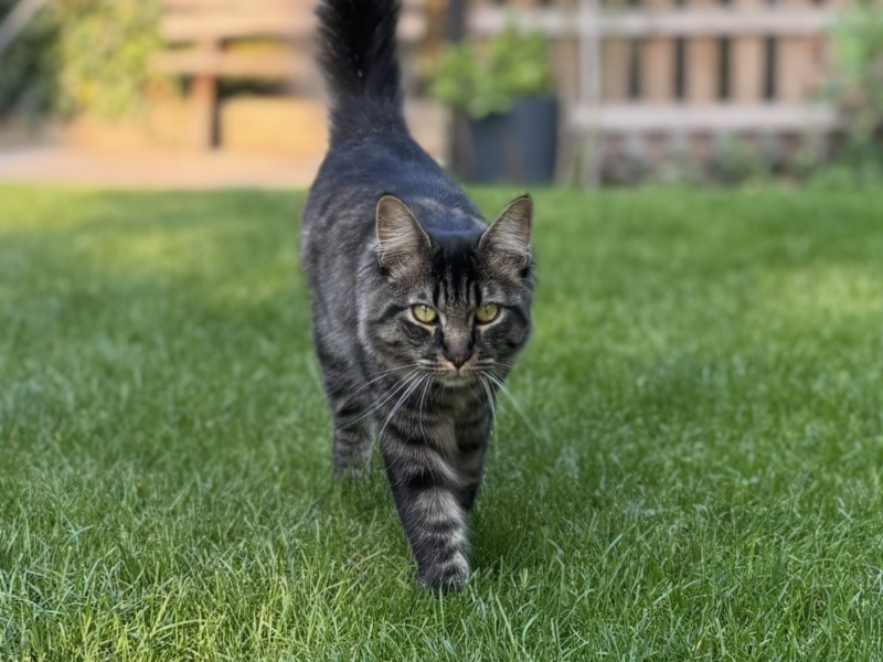 Zaginął 🐈 Zielonka koło Warszawy