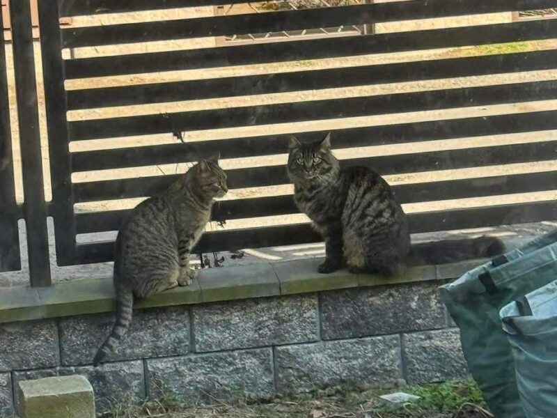 Zaginął 🐈 Zielonka koło Warszawy