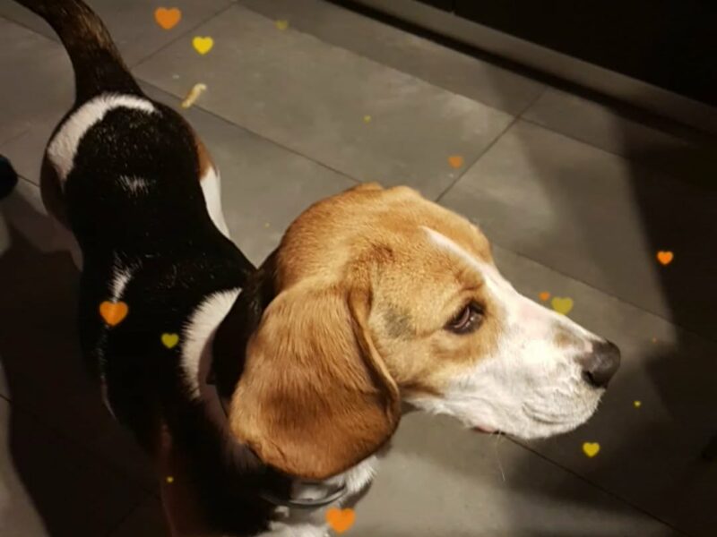Zaginęła Suczka Beagle LENA