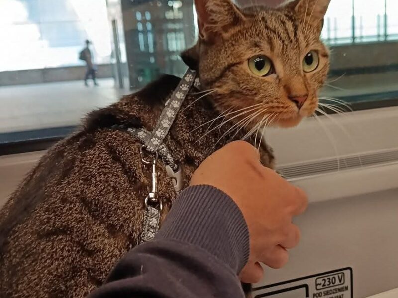 Missing cat in Stara Ochota
