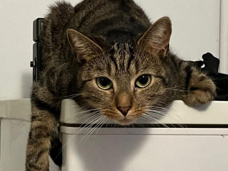 Missing cat in Stara Ochota