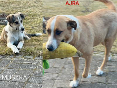 Zaginęły dwie sunie Ajra i Muszka