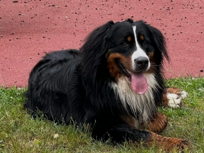 Zaginęła sunia Bella
