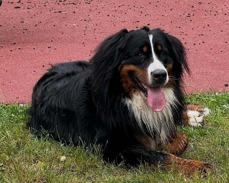 Zaginęła sunia Bella