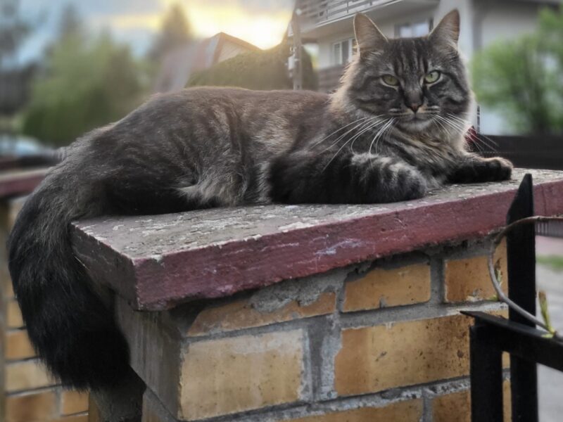 Zaginął 🐈 Zielonka koło Warszawy