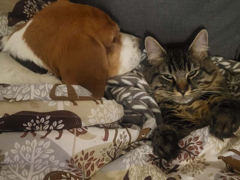 Zaginął 🐈 Zielonka koło Warszawy