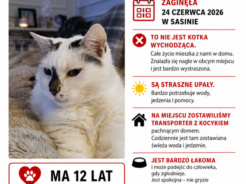 SASINO -uwaga zaginęła kotka WANDA!!!