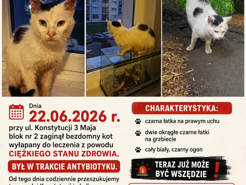 Sulechów Zaginął Kocur Michu