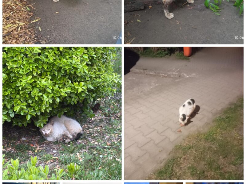 Sulechów Zaginął Kocur Michu