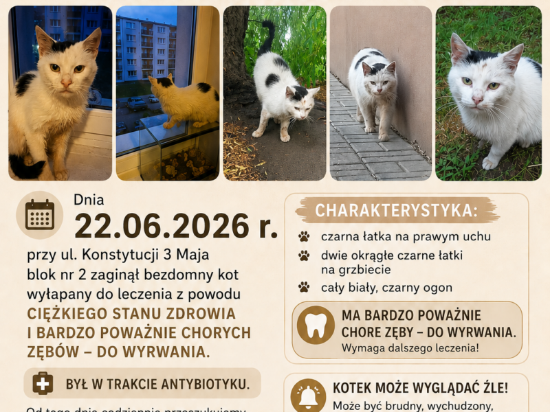 Sulechów Zaginął Kocur Michu