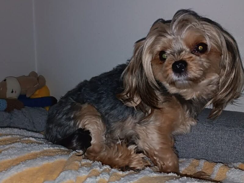 Zaginął pies Yorkshire terrier
