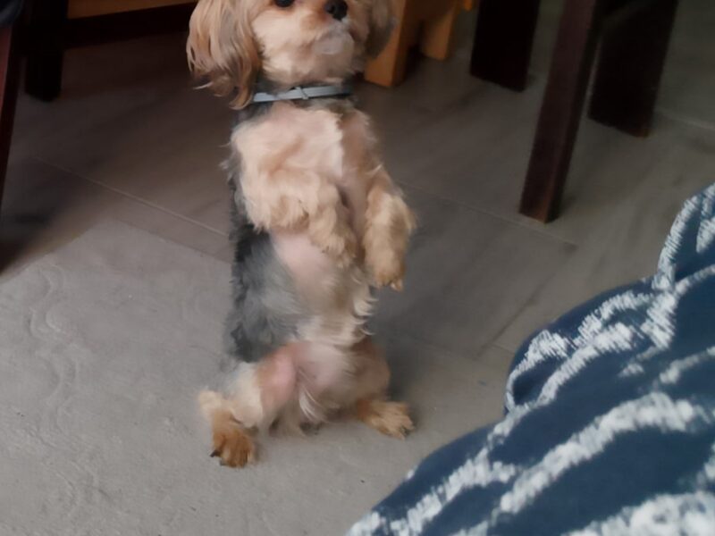 Zaginął pies Yorkshire terrier