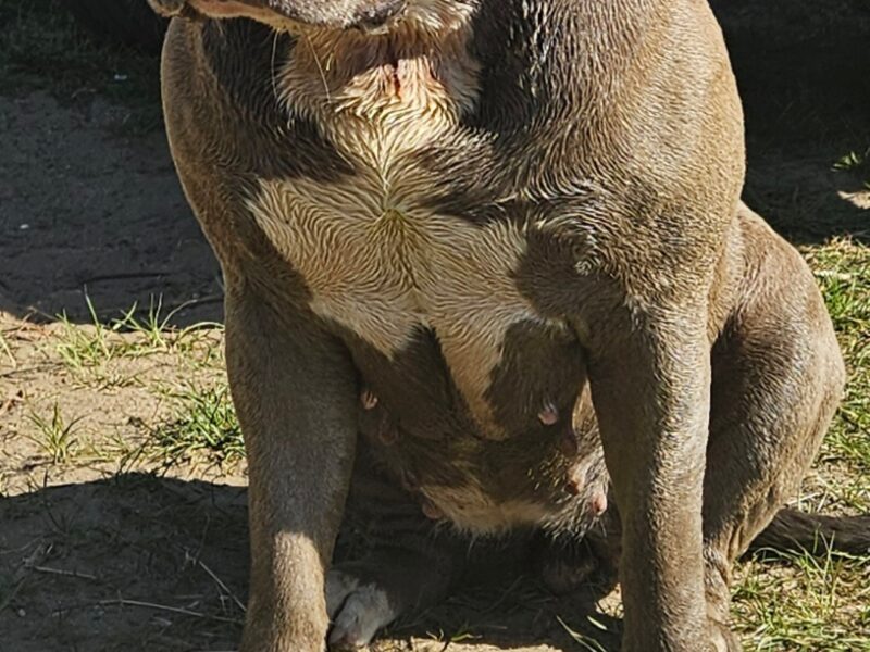 Zaginęła sunia amstaff