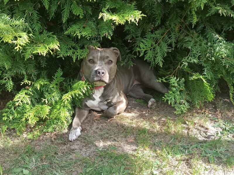 Zaginęła sunia amstaff