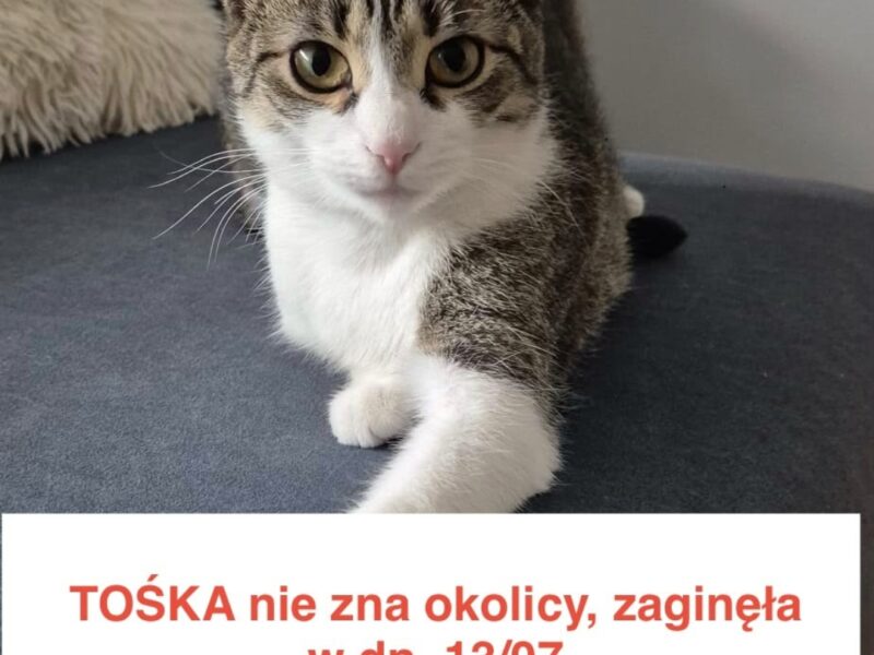 Zaginęła kotka Tosia, roczna, wychodząca
