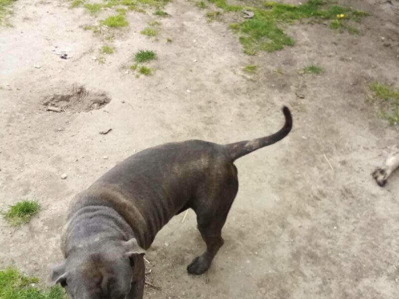 Kradzież psa Cane Corso Italiano