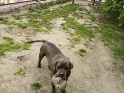 Kradzież psa Cane Corso Italiano