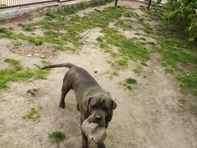 Kradzież psa Cane Corso Italiano