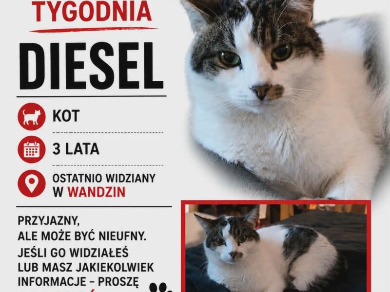 Wysoka nagroda 1000 zł. za pomoc w odnalezieniu