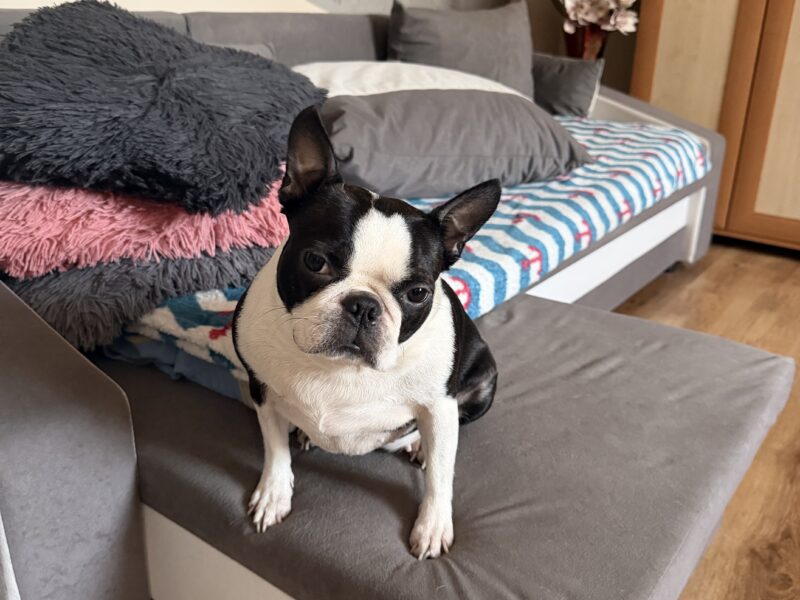 Zaginęła sunia rasy Boston Terrier