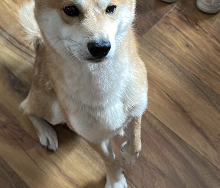 ZAGINĄŁ SHIBA INU KOWARY, PODGORZE