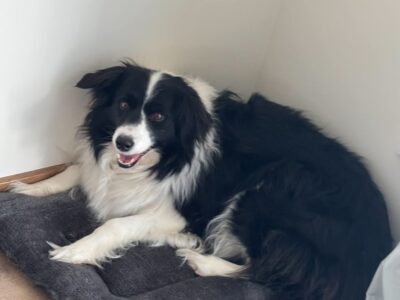Zaginęła sunia Border Collie