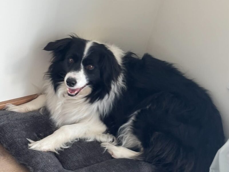 Zaginęła sunia Border Collie
