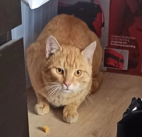 Poszukiwany rudy kotek Kajtek