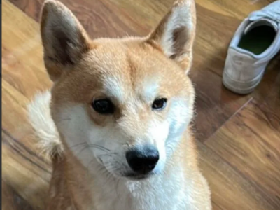 ZAGINĄŁ SHIBA INU KOWARY, PODGORZE