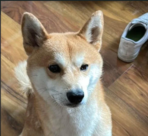 ZAGINĄŁ SHIBA INU KOWARY, PODGORZE