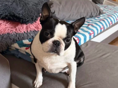 Zaginęła sunia rasy Boston Terrier