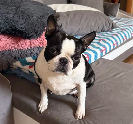 Zaginęła sunia rasy Boston Terrier