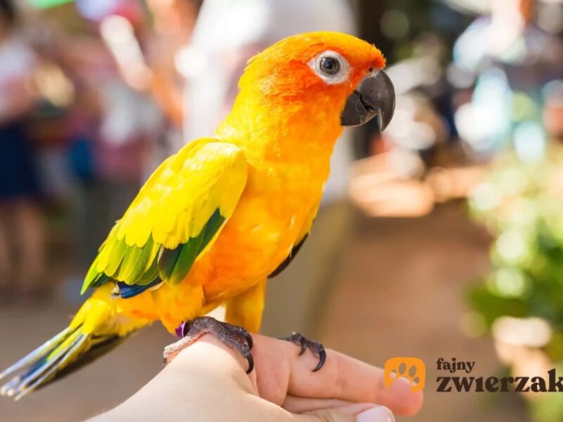 Zaginęła Papuga Konura Słoneczna