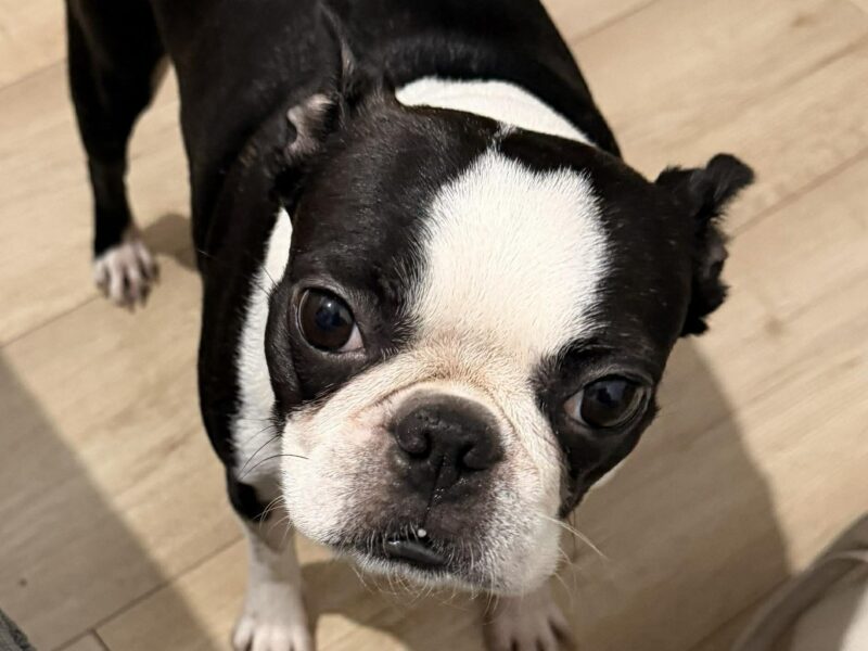Zaginęła sunia rasy Boston Terrier