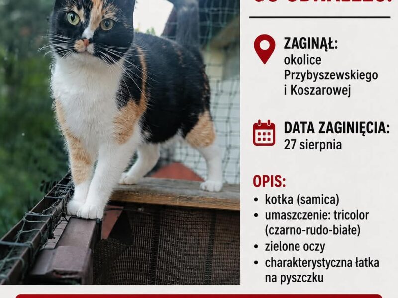 Zaginęła kotka Fiona