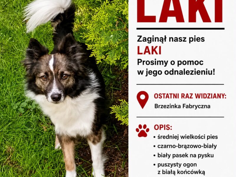 Myslowice zaginął Laki