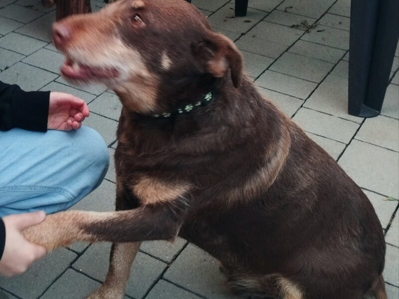 Zaginął pies Bruno