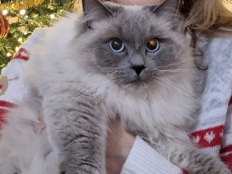 Zaginęła kotka Ragdoll