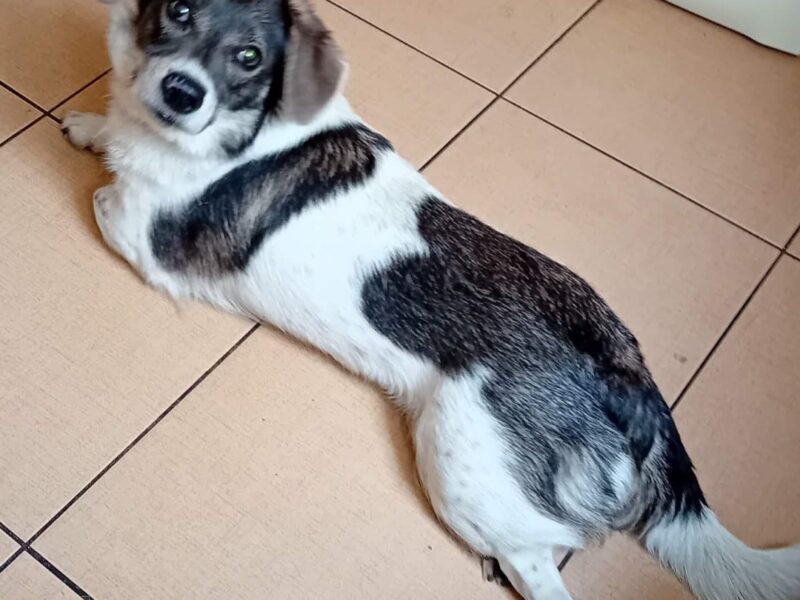 Zaginęła SUCZKA ŁATKA