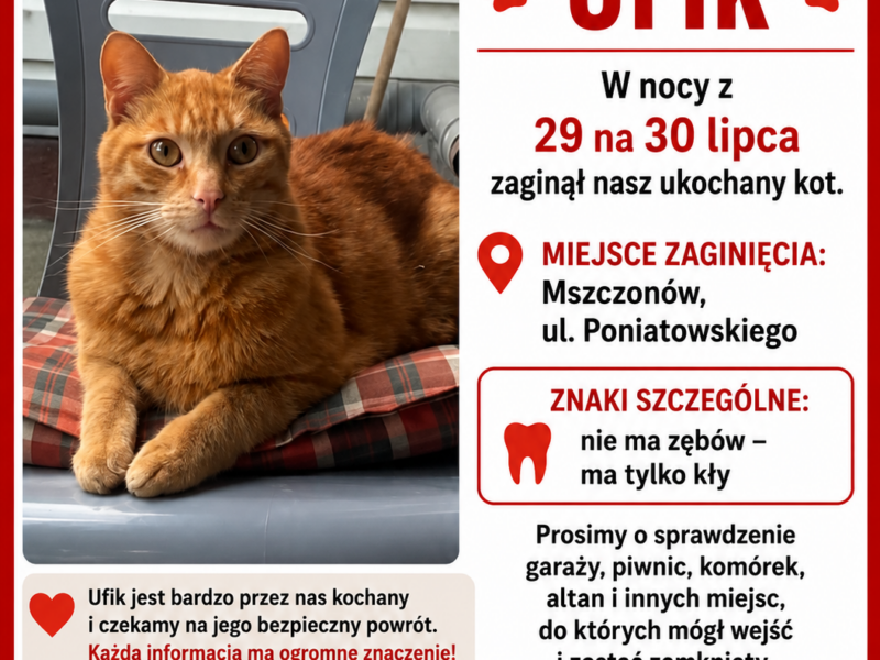 Zaginął kot Ufik