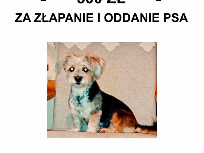 Zaginęła 13 letnia sunia Barbi-Bisia