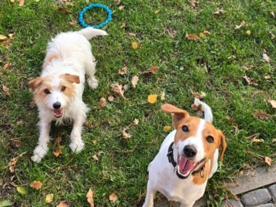 Zaginęły psy rasy Jack Russell Terrier