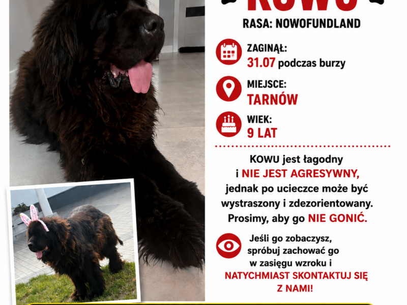 Zaginął pies Nowofundland