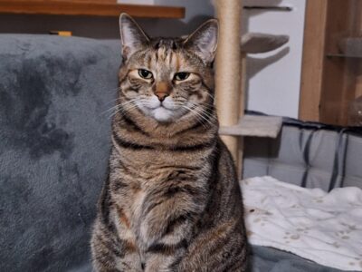 Zaginęła kotka Luna