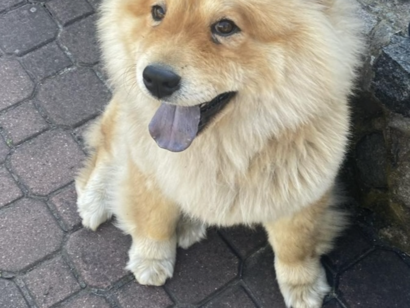 ZAGINAL PIESEK CHOW CHOW